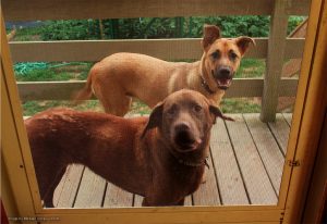 PetScreen 17 X 10 Polyester Screening